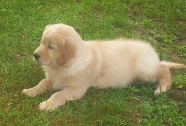 Gallagher's introduction picture