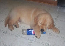 Gallagher loves pepsi