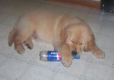 Gallagher loves pepsi
