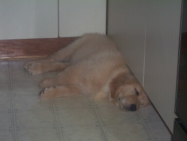 Gallagher sleeping