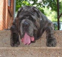 Wild Child Samson