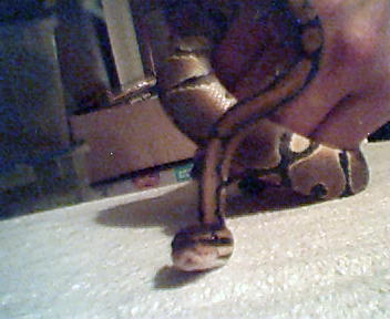 new baby