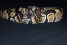 pretty girl