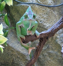 Chamice just hanging around!