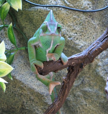Chamice just hanging around!