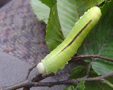 What kind of caterpillar is this