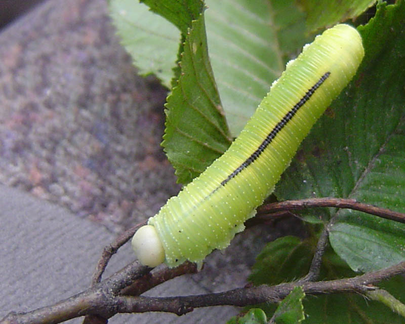 What kind of caterpillar is this