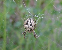 Orb Weaver of some sort?