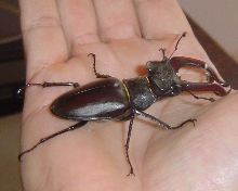Male Stag Beetle caught in Babenhausen Germany