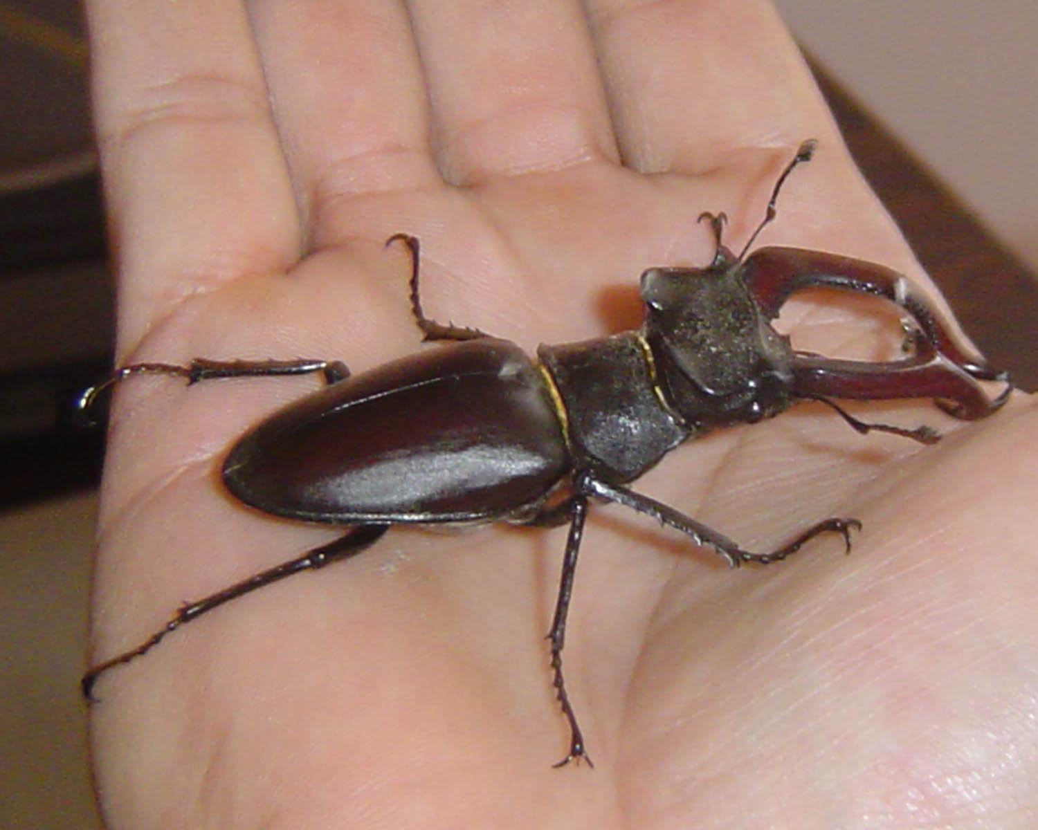 Male Stag Beetle caught in Babenhausen Germany