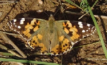 German Butterfly