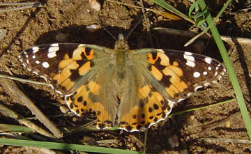 German Butterfly