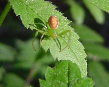 Lynx Spider?