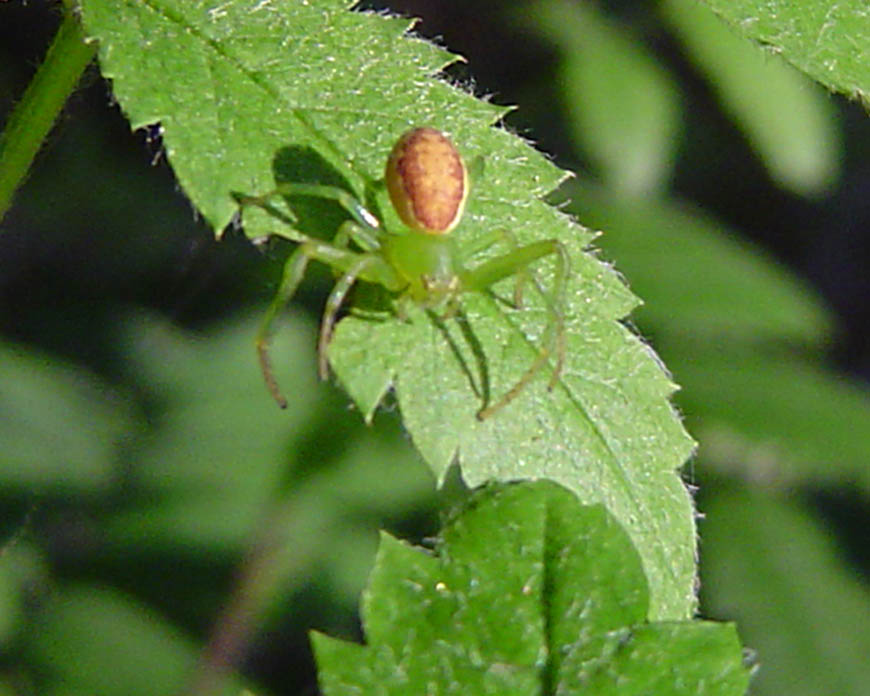 Lynx Spider?