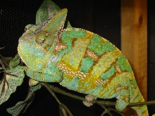 Male Veiled Chameleon