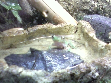 young whites tree frog
