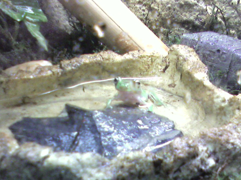 young whites tree frog