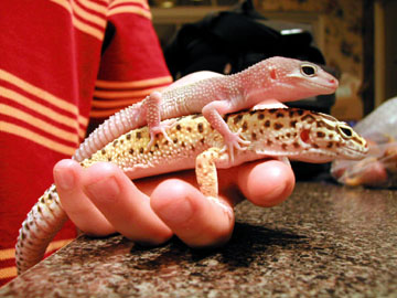ceasar and nefretiti hanging out
