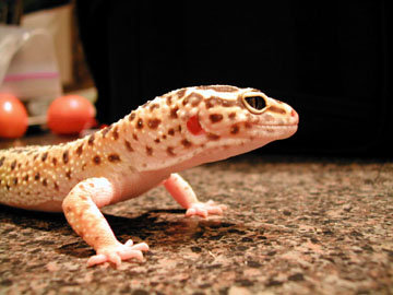 ceasar headshot