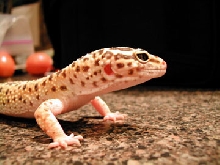 ceasar headshot