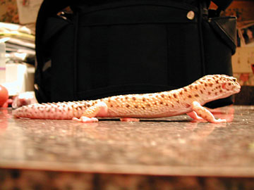 Ceasar in profile