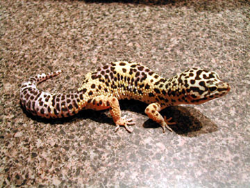 gravid cleo...