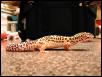 Cleo in profile