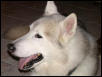 cody