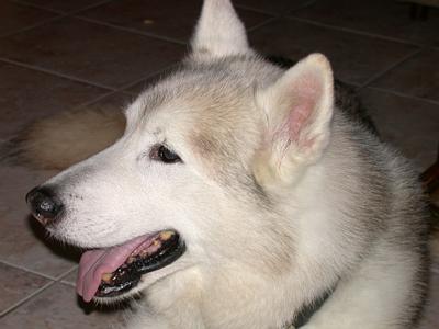 cody