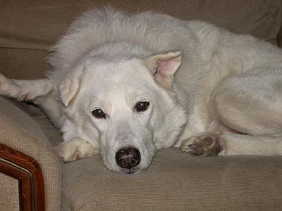 tundra