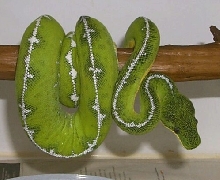 lemon Lime Male