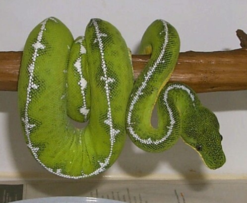 lemon Lime Male