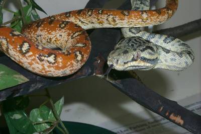Emerald x Amazon Hybrids