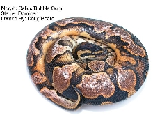 2004 Male Calico Ball Python
