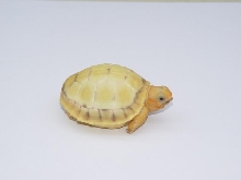 Lavender Albino Redfoot