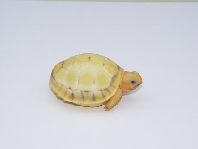Lavender Albino Redfoot