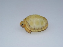 Lavender Albino Redfoot