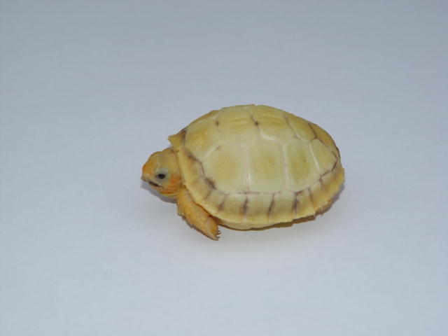 Lavender Albino Redfoot