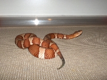 Trans Pecos Copperhead