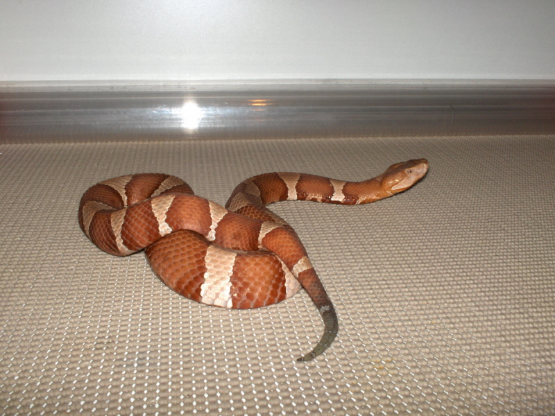 Trans Pecos Copperhead