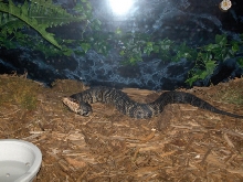 Florida Cottonmouth