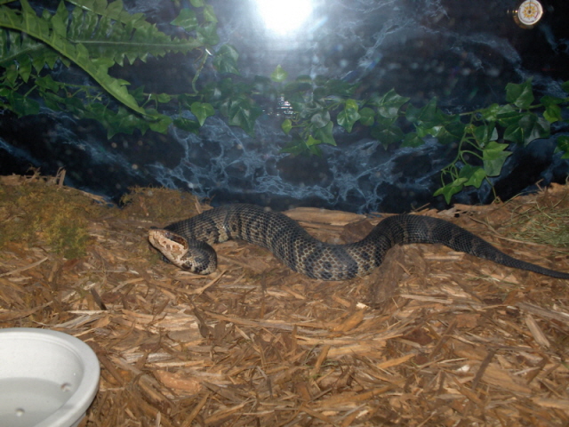 Florida Cottonmouth