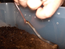 Southern Ringneck feeding pic 1