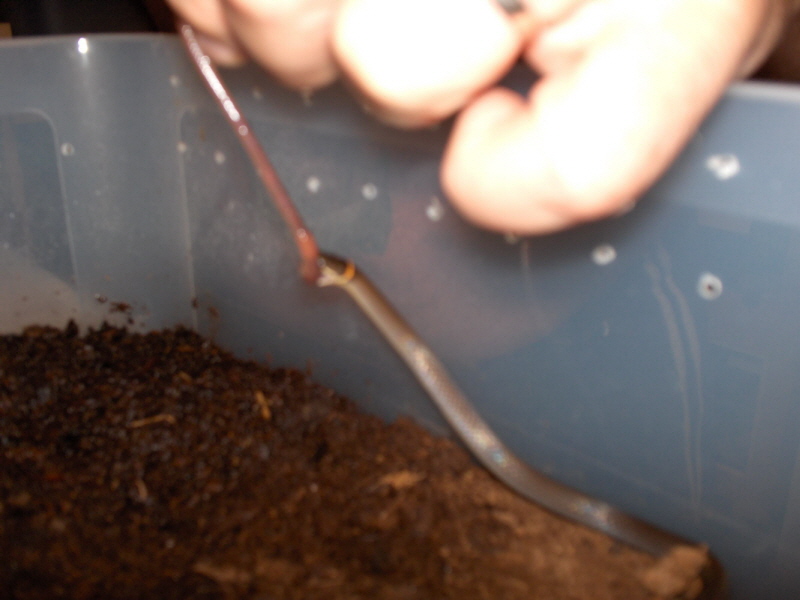 Southern Ringneck feeding pic 1