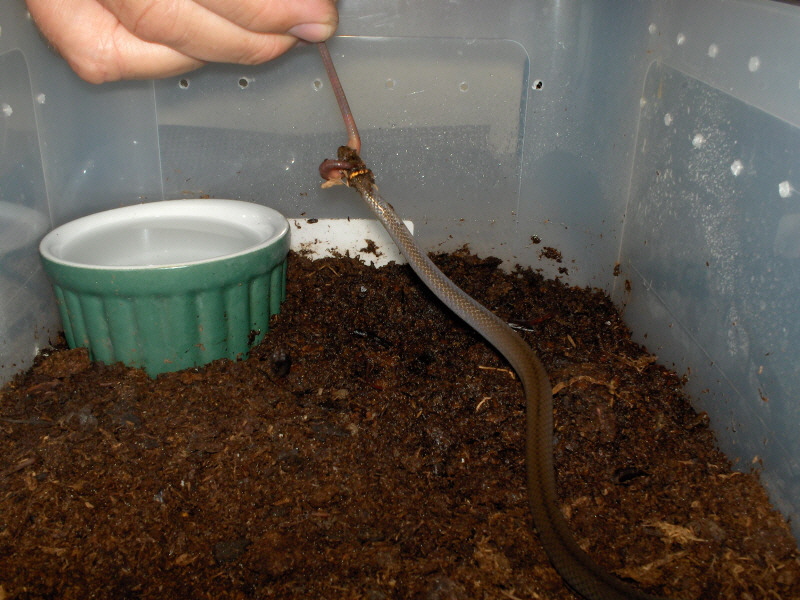 Southern Ringneck feeding pic 2