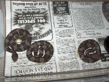 Baby A. c. pictigaster pics...
