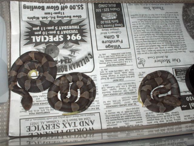 Baby A. c. pictigaster pics...