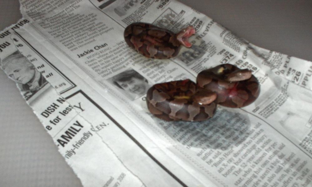 Baby Coppers
