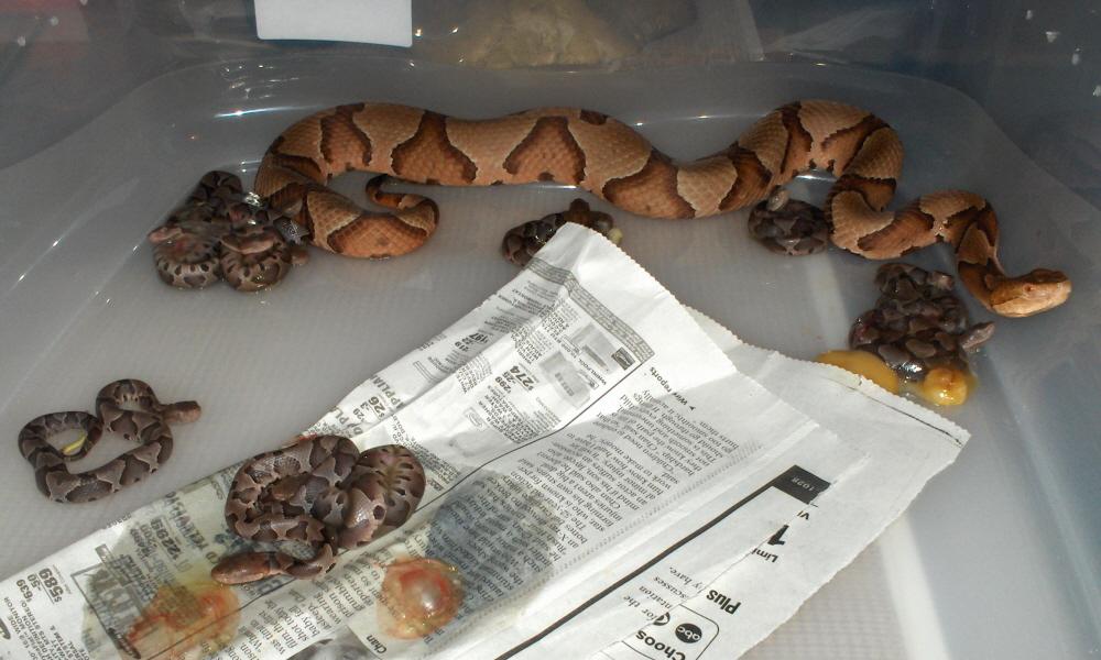 Baby Coppers