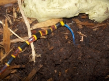 Eastern Coral feeding pic